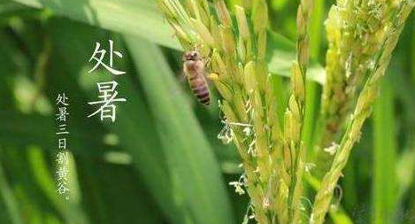 明日處暑，秋涼漸至-普樂(lè)斯等離子清洗機(jī)